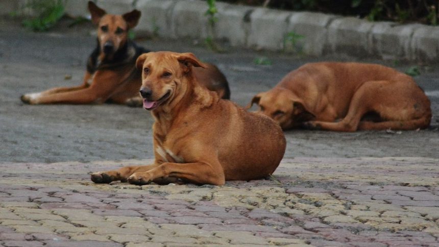 Dog Attack in Visakhapatnam