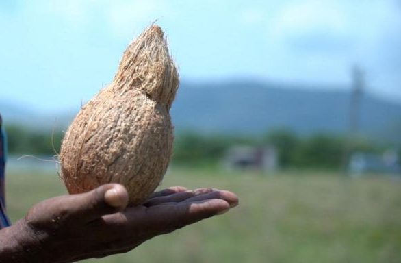Identifying Bore Point using coconut